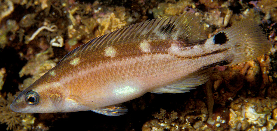 Acantholabrus palloni_005